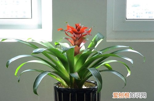 图 鸿运当头花谢了怎么办 鸿运当头开花后怎么修剪
