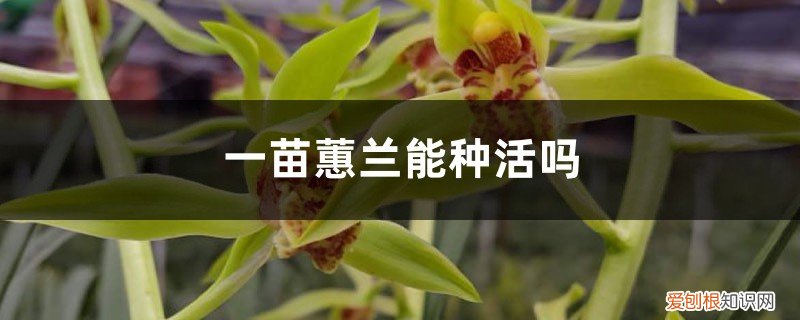 蕙兰可以地栽吗 一苗蕙兰能种活吗,浅栽还是深栽