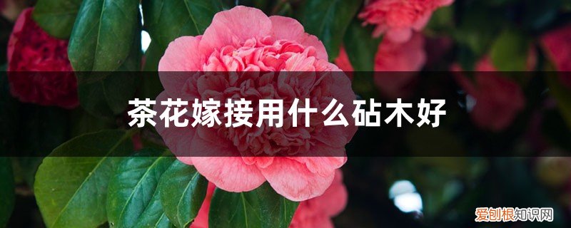 茶花砧木种下就能嫁接吗 茶花嫁接用什么砧木好,茶花嫁接方法