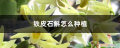 怎样种植铁皮石斛生长环境条件 铁皮石斛怎么种植，冬天怎么过冬