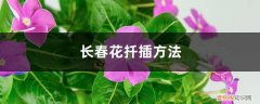 长春花扦插方法,怎么水培生根 长春花扦插方法，怎么水培生根
