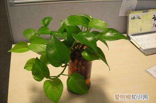 图 新手怎么养绿萝 养绿萝有哪些注意事项
