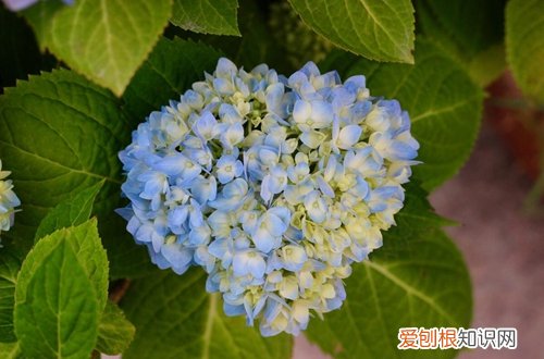 图 无尽夏如何养护 无尽夏的养殖方法和注意事项