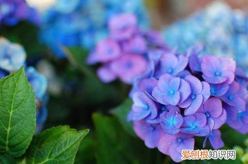 图 无尽夏如何养护 无尽夏的养殖方法和注意事项