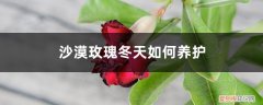 沙漠玫瑰花冬天养护 沙漠玫瑰冬天如何养护