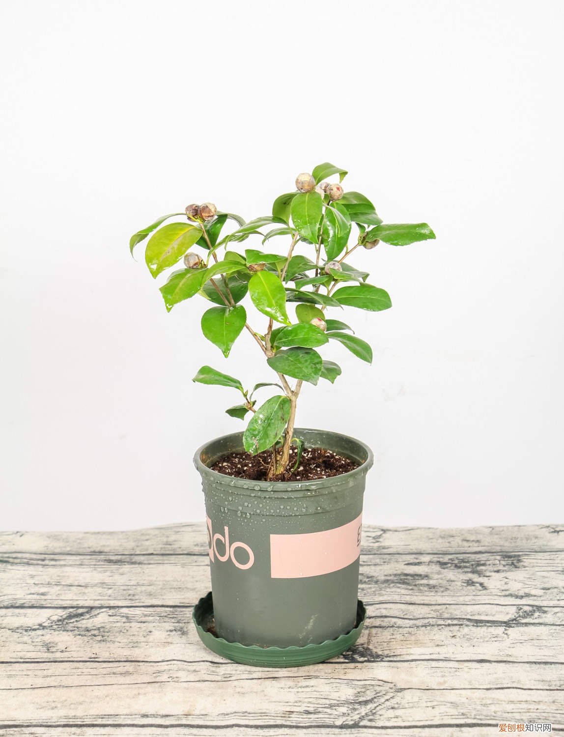 茶花高枝压条技术 茶花压条多久生根，空中压条繁殖技术
