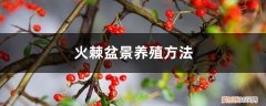 火棘盆景养殖方法火棘冬天落叶吗? 火棘盆景养殖方法