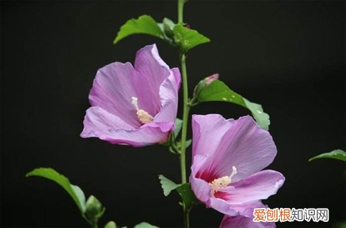 图 木槿树能嫁接什么品种 木槿树嫁接方法和注意事项