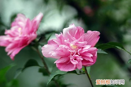 图 木槿树能嫁接什么品种 木槿树嫁接方法和注意事项