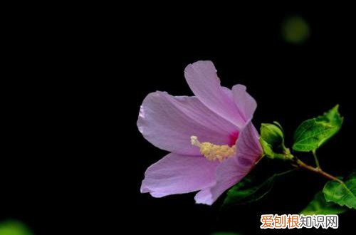 图 木槿树能嫁接什么品种 木槿树嫁接方法和注意事项