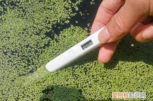 图 什么水适合浇花 雨水能浇花吗