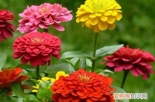 图 百日草怎么种 百日草的种植方法和注意事项