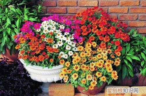 图 百日草怎么种 百日草的种植方法和注意事项