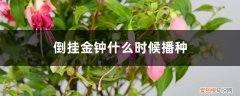 倒挂金钟用种子繁殖多久发芽 倒挂金钟什么时候播种，怎么催芽