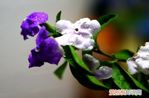 图 双色茉莉用什么土好 双色茉莉怎么配土