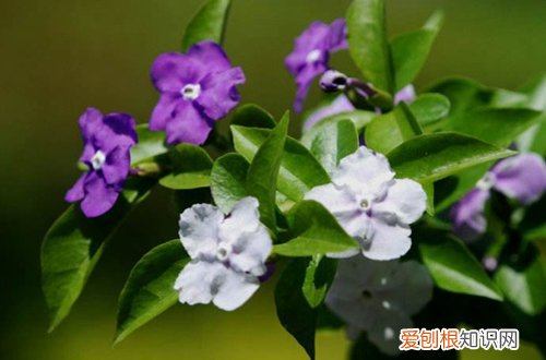 图 双色茉莉用什么土好 双色茉莉怎么配土