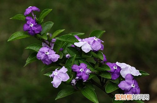 图 双色茉莉用什么土好 双色茉莉怎么配土