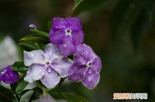 图 双色茉莉用什么土好 双色茉莉怎么配土