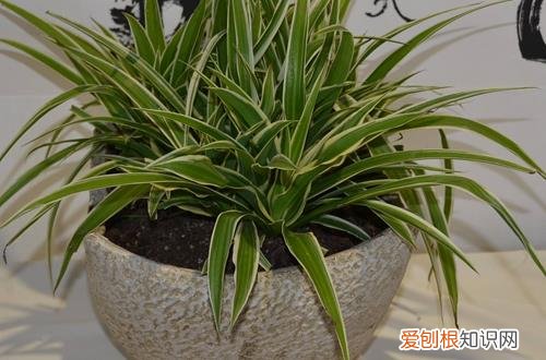 图 怎样培育吊兰苗 吊兰育苗方法和注意事项