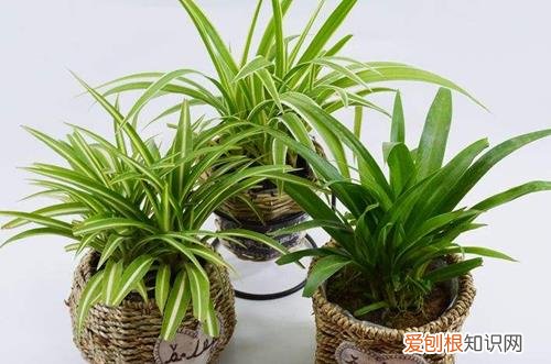 图 怎样培育吊兰苗 吊兰育苗方法和注意事项