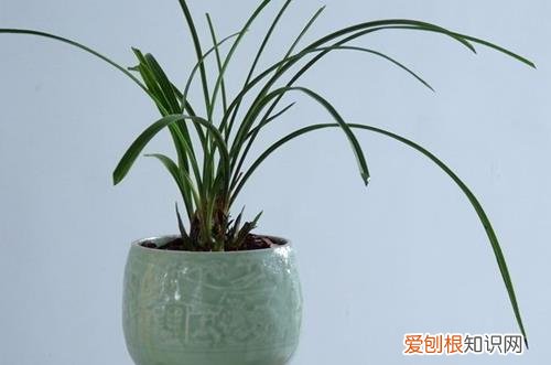 图 怎样培育吊兰苗 吊兰育苗方法和注意事项
