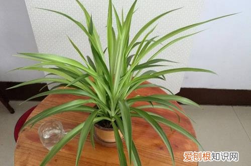 图 怎样培育吊兰苗 吊兰育苗方法和注意事项