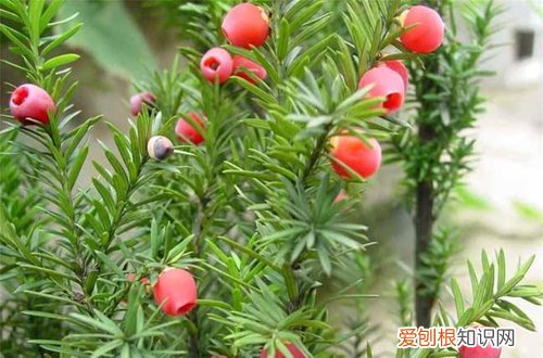 图 红豆杉怎么种 红豆杉的种植方法和注意事项