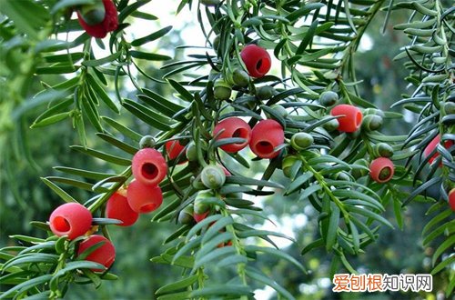 图 红豆杉怎么种 红豆杉的种植方法和注意事项