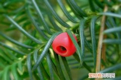 图 红豆杉怎么种 红豆杉的种植方法和注意事项