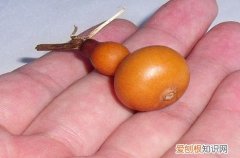 图 葫芦怎么种快发芽 种葫芦怎么长得更小