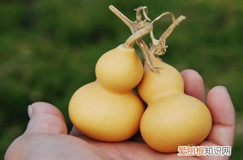 图 葫芦怎么种快发芽 种葫芦怎么长得更小