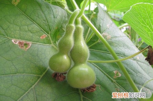 图 葫芦怎么种快发芽 种葫芦怎么长得更小