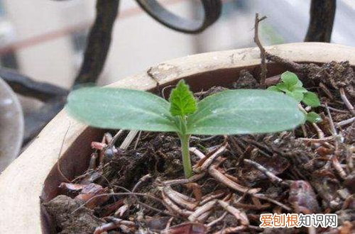 图 葫芦怎么种快发芽 种葫芦怎么长得更小