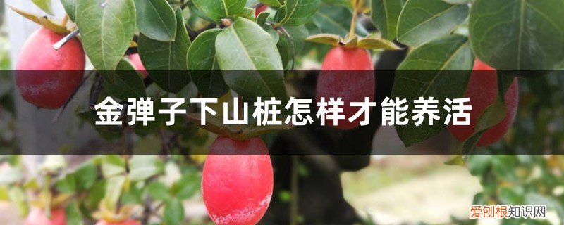 金弹子下山桩怎么栽培 金弹子下山桩怎样才能养活，栽培技巧