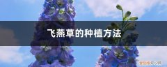 大花飞燕草在北方地栽可以越冬吗 飞燕草的种植方法，冬天能过冬吗