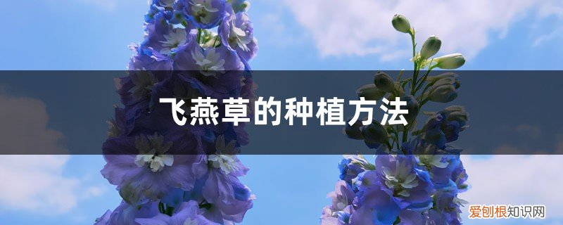 大花飞燕草在北方地栽可以越冬吗 飞燕草的种植方法，冬天能过冬吗