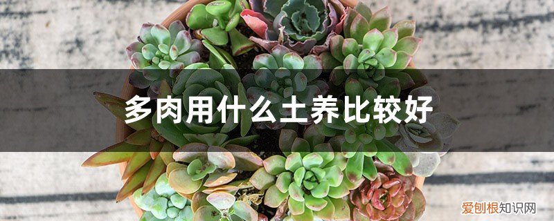 如何在家自制多肉营养土 多肉用什么土养比较好，如何自制
