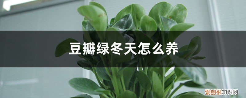 豆瓣绿能过冬吗 豆瓣绿冬天怎么养