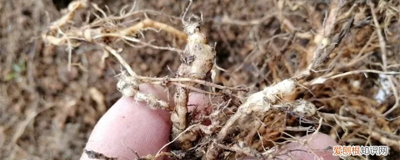 根结线虫用什么农药最好 根结线虫用什么药效果好，怎么预防