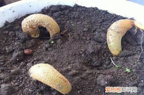 图 榴莲种子怎么种 榴莲种子怎么发芽