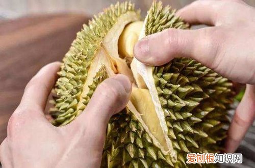 图 榴莲种子怎么种 榴莲种子怎么发芽