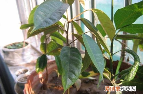 图 榴莲种子怎么种 榴莲种子怎么发芽