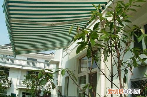 图 夏季花卉怎么养护 夏季花卉有哪些养护方法