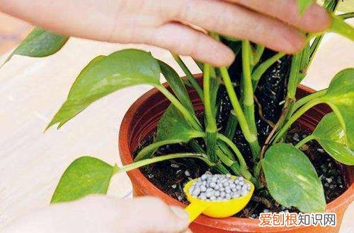 图 夏季花卉怎么养护 夏季花卉有哪些养护方法