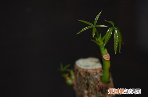 图 发财树锯根了怎么办 发财树锯根后的护理方法