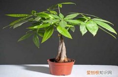 图 发财树锯根了怎么办 发财树锯根后的护理方法