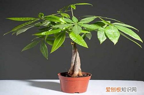 图 发财树锯根了怎么办 发财树锯根后的护理方法