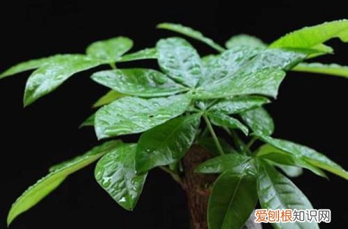 图 发财树锯根了怎么办 发财树锯根后的护理方法