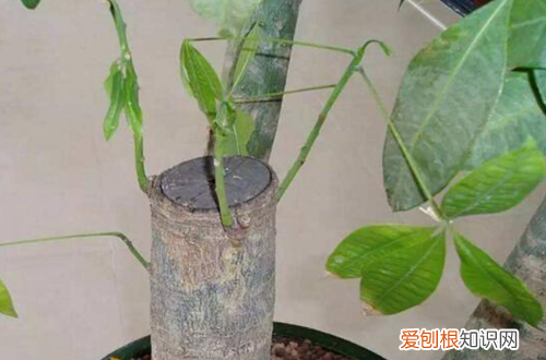 图 发财树锯根了怎么办 发财树锯根后的护理方法