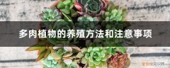 多肉植物的养殖方法和注意事项有哪些秋季 多肉植物的养殖方法和注意事项